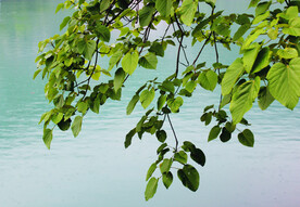 风景   水    树叶   