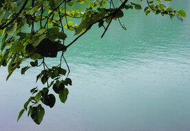 风景   水    树叶   