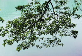 风景   水    树叶   