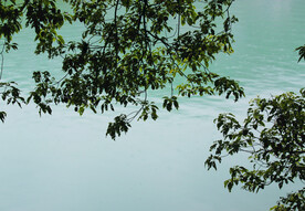 风景   水    树叶   