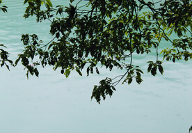 风景   水    树叶   