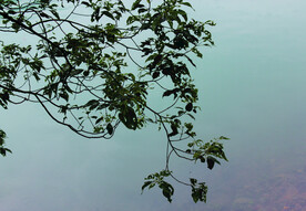 风景   水    树叶   