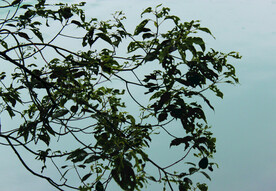 风景   水    树叶   