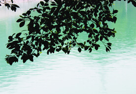 风景   水    树叶   