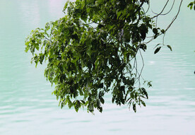 风景   水    树叶   