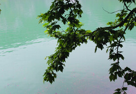 风景   水    树叶   