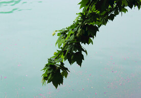 风景   水    树叶   