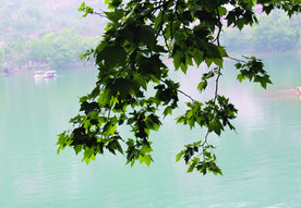 风景   水    树叶   