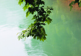 风景   水    树叶   