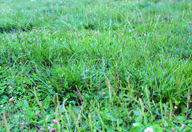 草 