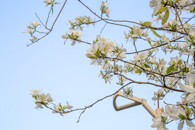白化紫荆花 白花紫荆