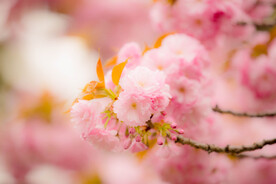 枝头樱花高清摄影图