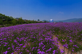 拈花湾 禅意小镇 梵天花海 紫