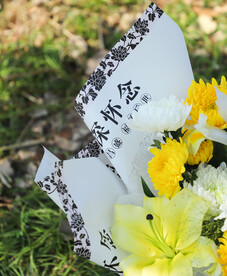 清明节 鲜花 花朵 拍摄 摄影