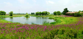 黑龙江哈尔滨松江湿地