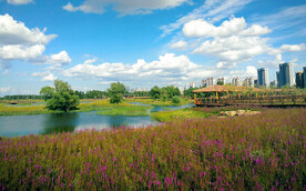 黑龙江哈尔滨松江湿地