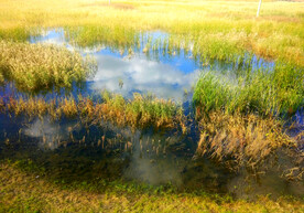 黑龙江哈尔滨松江湿地