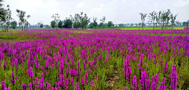 黑龙江哈尔滨松江湿地