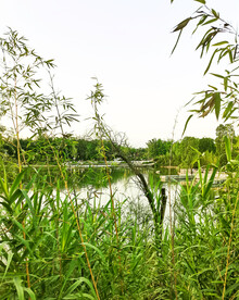 四川眉山青神竹林湿地公园