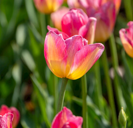 郁金香 鲜花 野花 花卉 花蕾