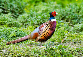 雉鸡图
