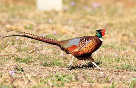 雉鸡图