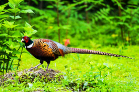 雉鸡图