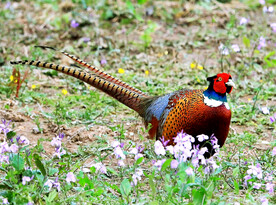 雉鸡图