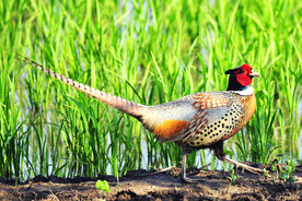 雉鸡图