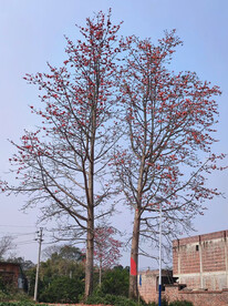 木棉树