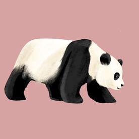 熊猫