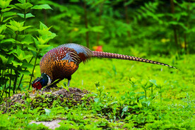 野生动物 飞禽 雉鸡 环颈雉 