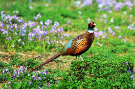 雉鸡图