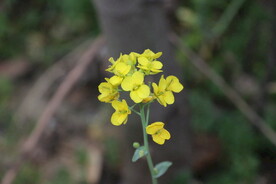 油菜花
