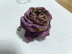 玫瑰干花