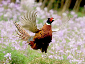 雉鸡图