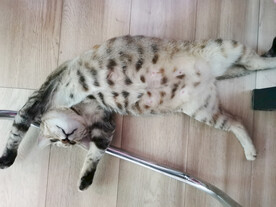 休息中的产后小母猫