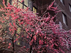 红色春天雪天桃花雪