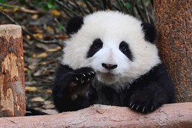大熊猫摄影图