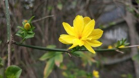 野迎春云南黄馨花