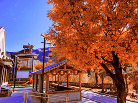 瓦窑 枫叶 京西