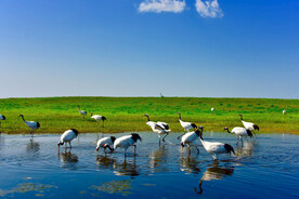 丹顶鹤摄影素材