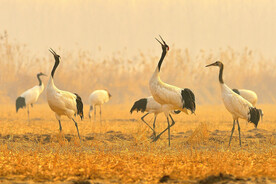 唯美丹顶鹤摄影