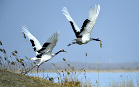 丹顶鹤高清大图