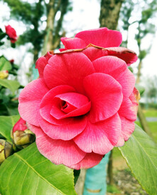 植物 花木 茶花 山茶 山椿 