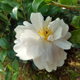 植物 花木 茶花 山茶 山椿 