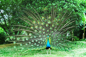 美丽孔雀