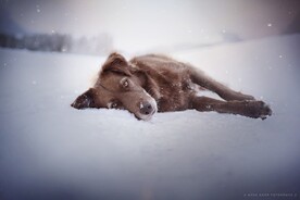 狗狗高清摄影素材