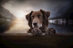 狗狗高清摄影素材