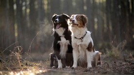 狗狗高清摄影素材